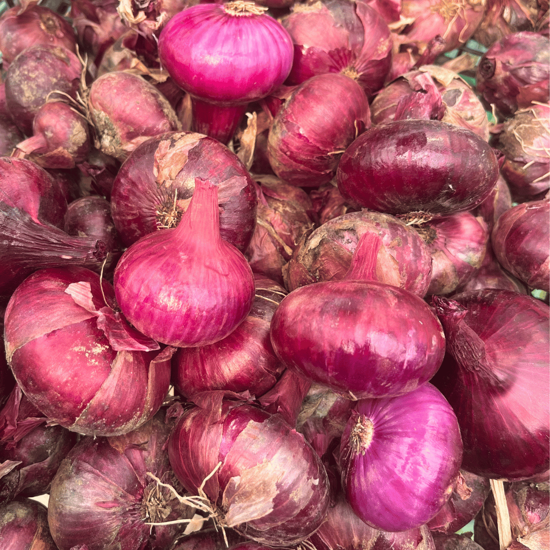 Red Geneva Cipollini Onion