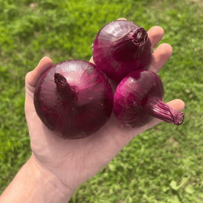 Red Geneva Cipollini Onion