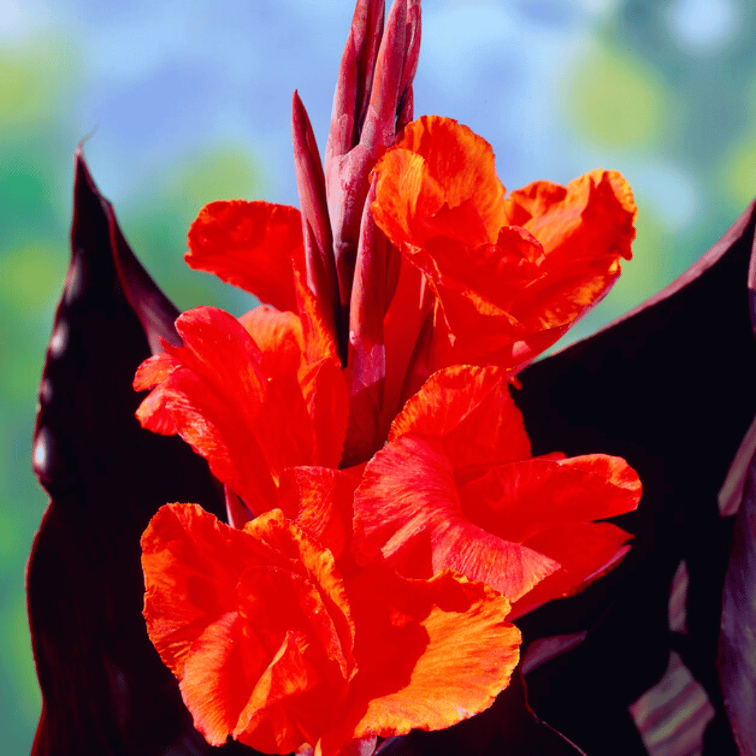 Red King Humbert Tall Canna