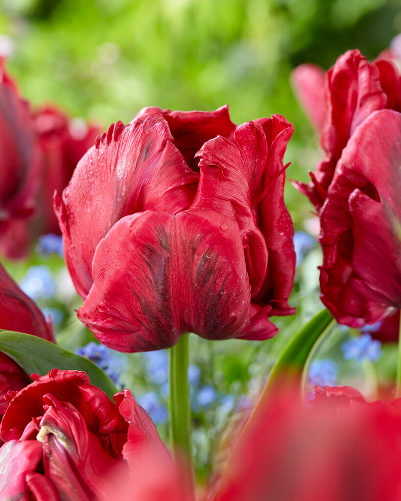 Tulip &