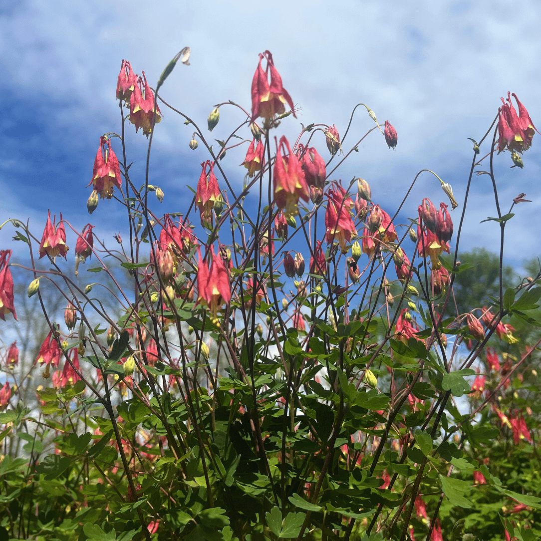 Red Columbine - PollinateHV Local Ecotype