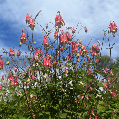 Red Columbine - PollinateHV Local Ecotype