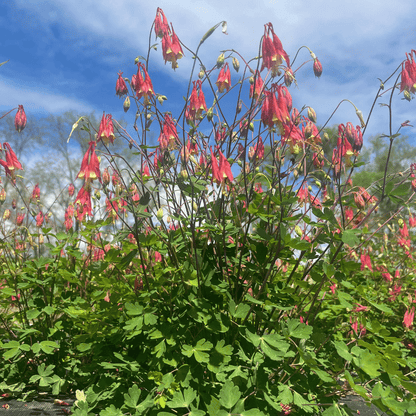 Red Columbine - PollinateHV Local Ecotype
