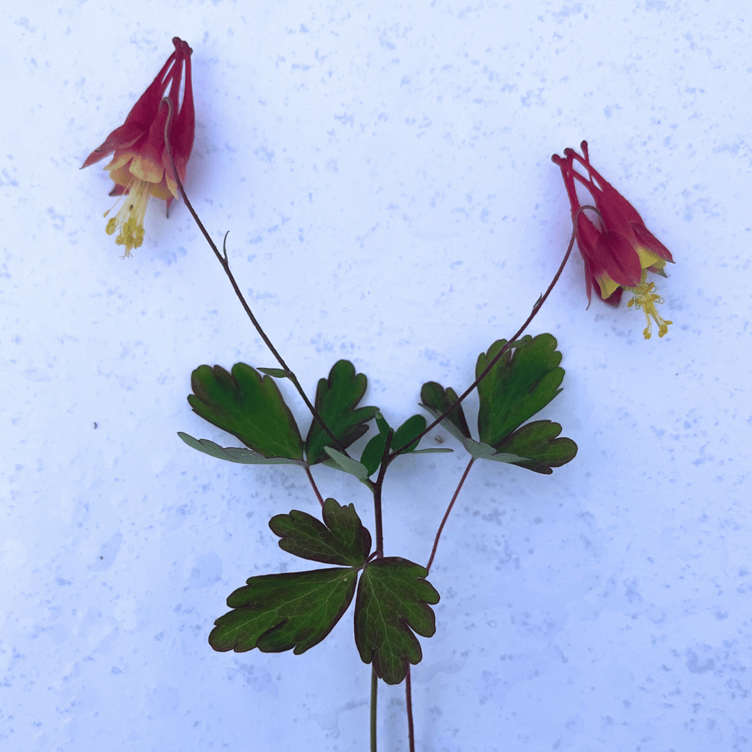 Red Columbine - PollinateHV Local Ecotype