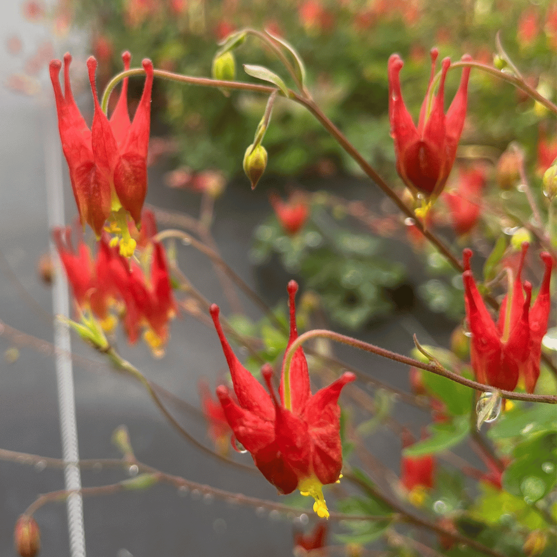 Red Columbine - PollinateHV Local Ecotype