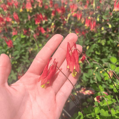 Red Columbine - PollinateHV Local Ecotype