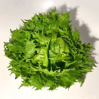 Reine De Glaces Lettuce