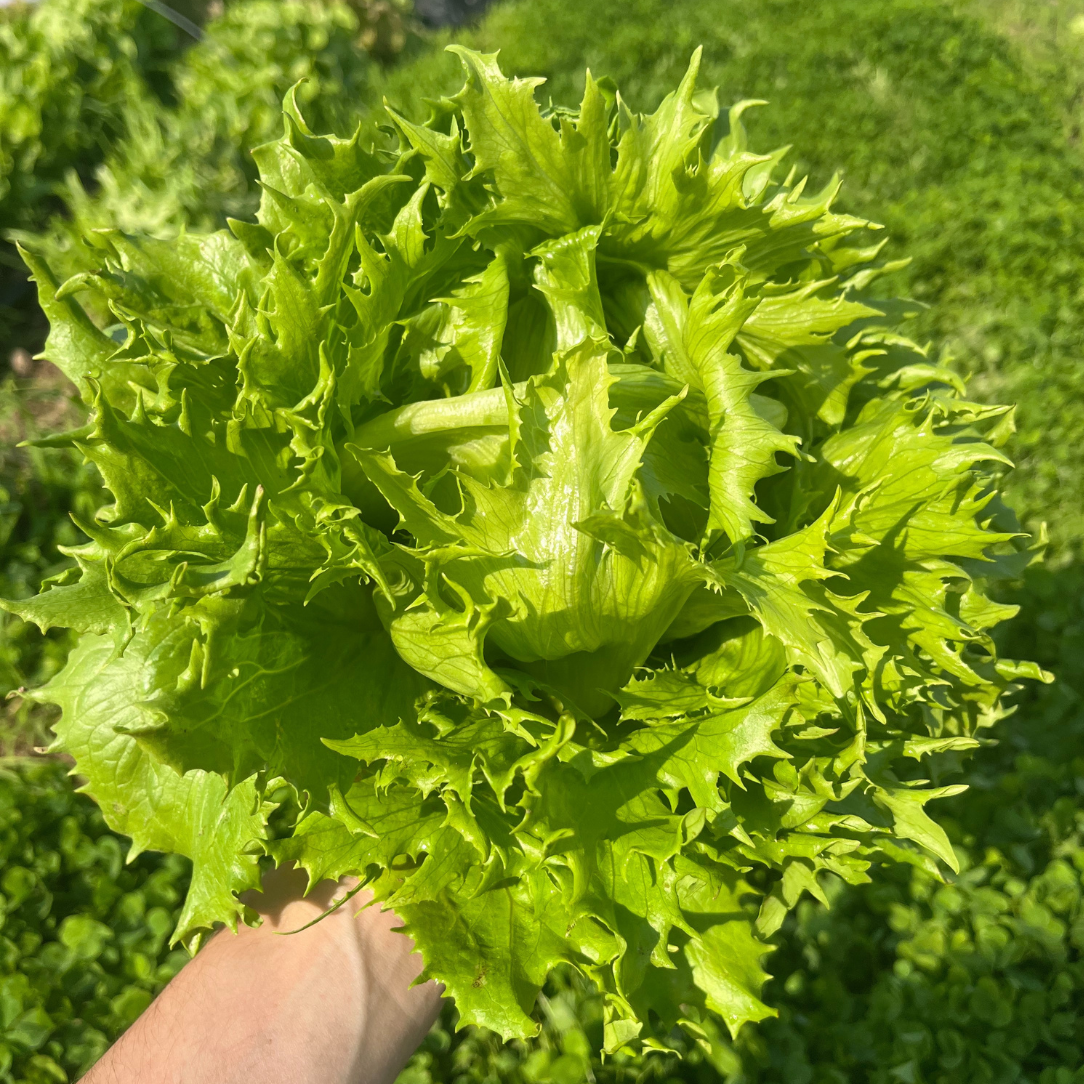 Reine De Glaces Lettuce