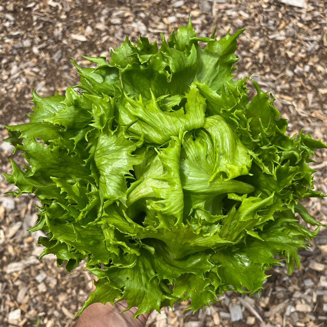 Reine De Glaces Lettuce