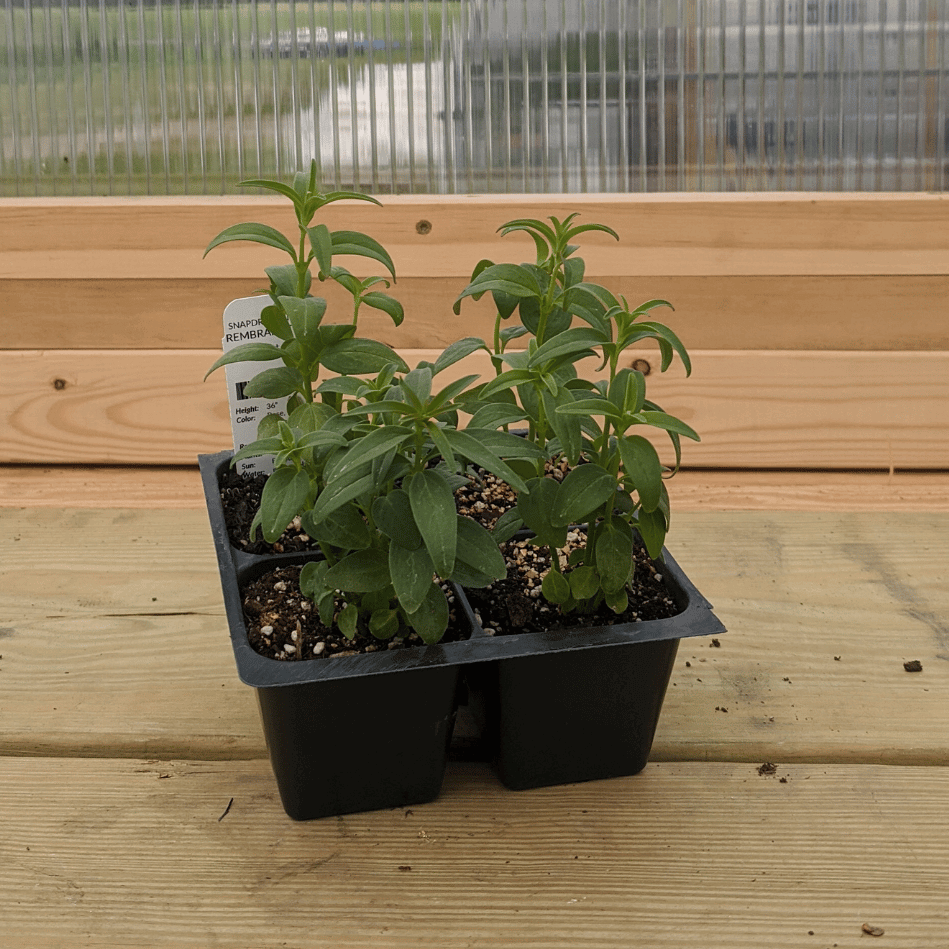 Rembrandt Snapdragon Seedlings