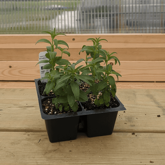 Rembrandt Snapdragon Seedlings