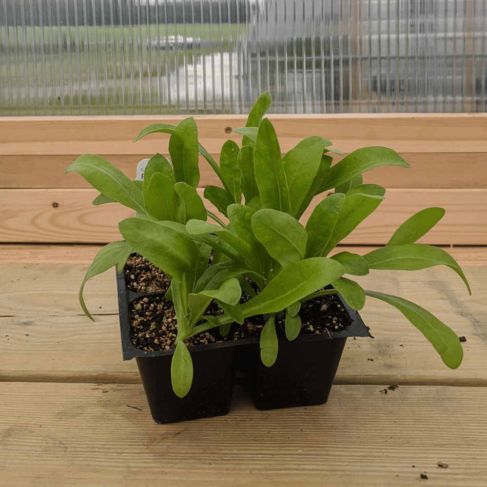 Resina Calendula Seedlings