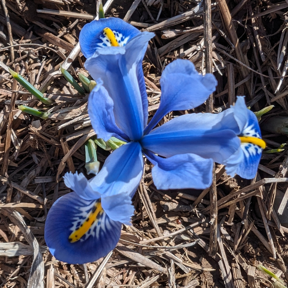 Rock Iris reticulata &