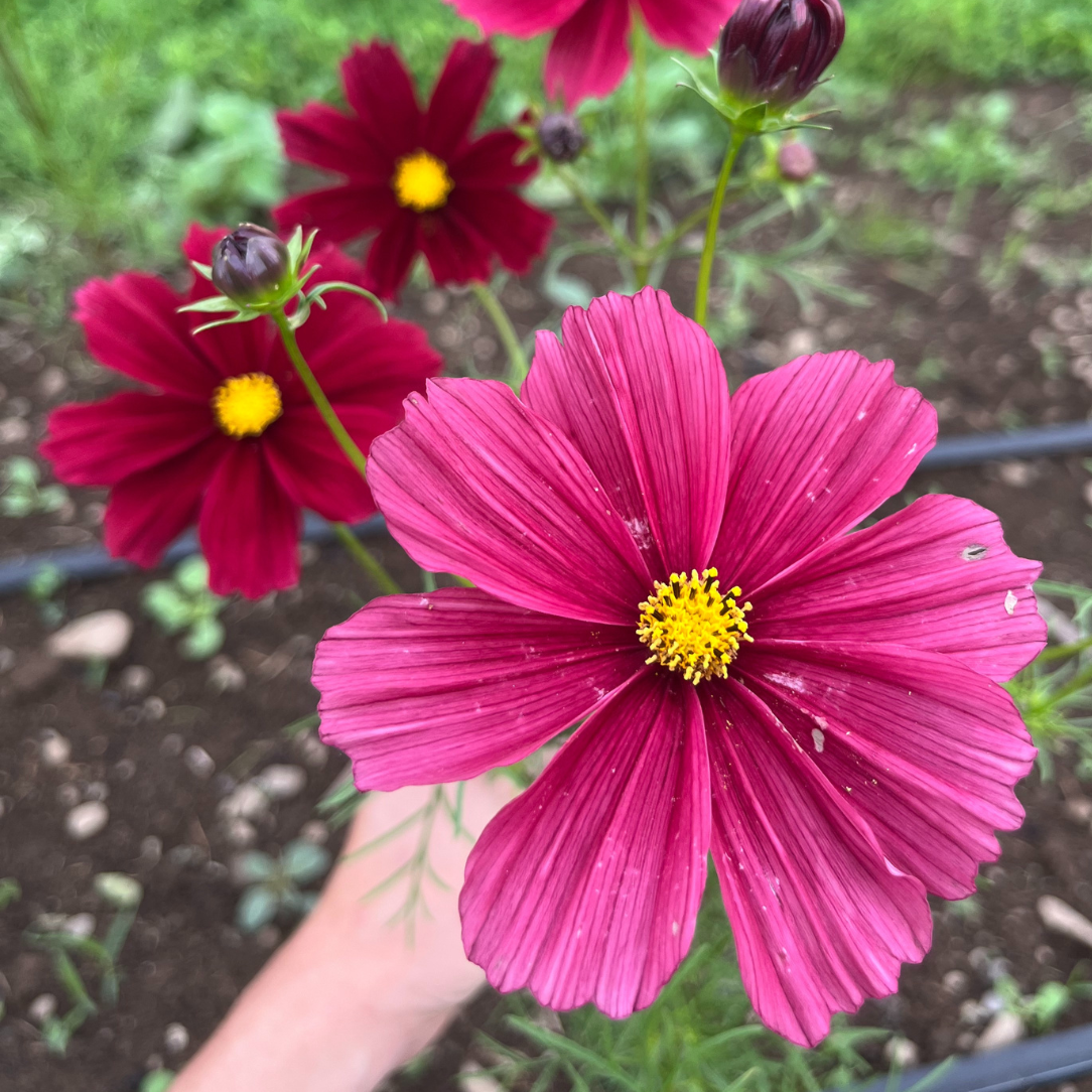 Rubenza Cosmos