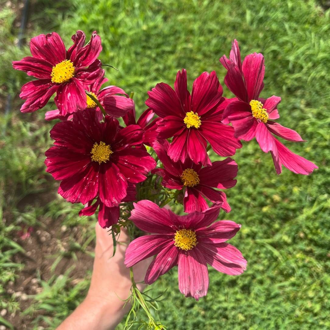 Rubenza Cosmos