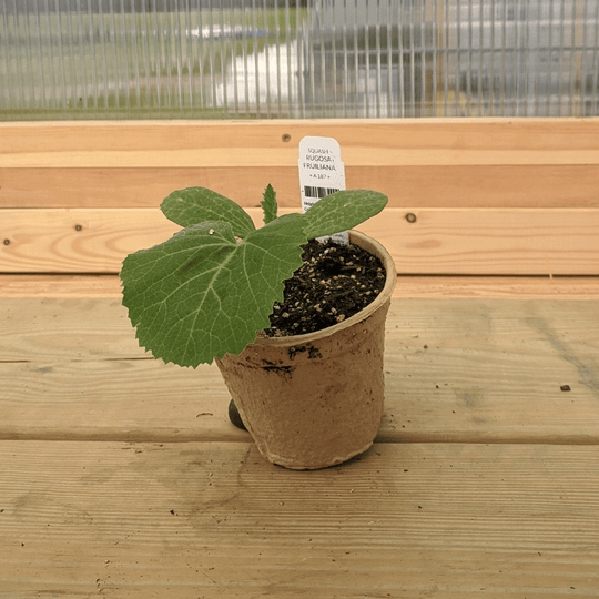 Rugosa Friulana Squash Seedlings