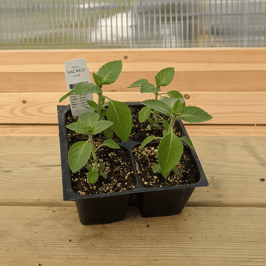 Sacred Basil in the garden.