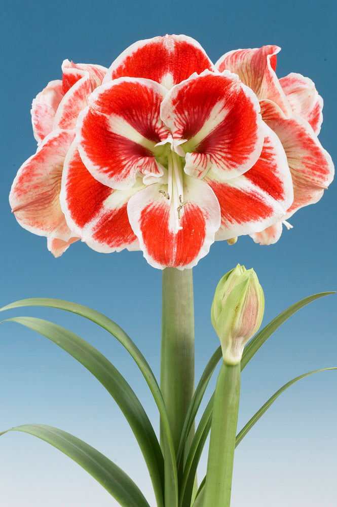 Dutch Amaryllis &