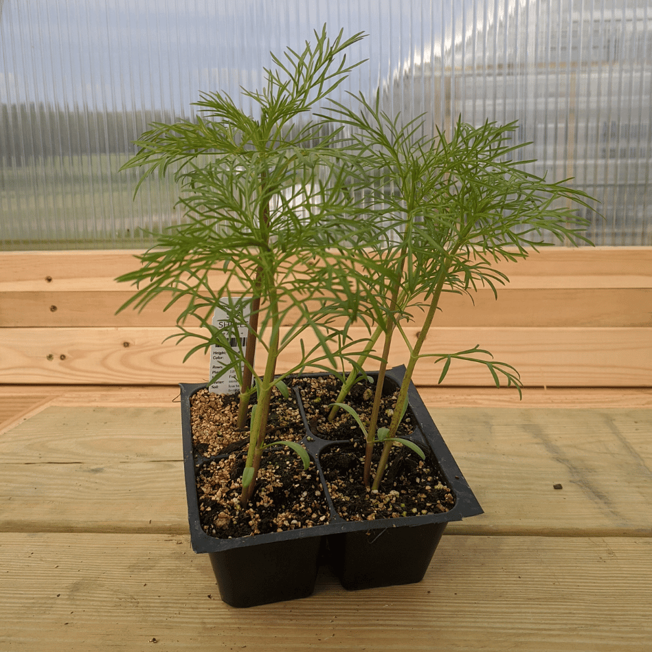 Sea Shells Cosmos Seedlings