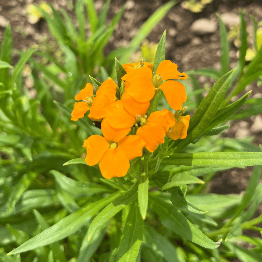 Siberian Wallflower