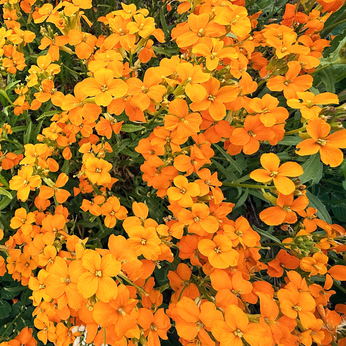 Siberian Wallflower