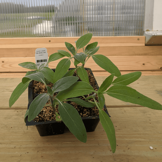 Silverleaf Sunflower Seedlings