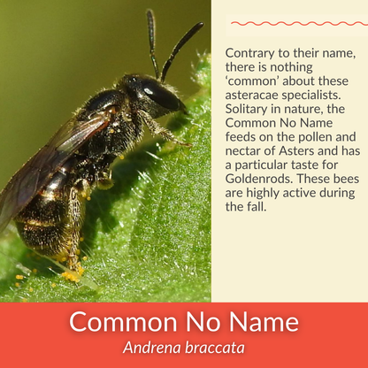 Smooth Aster - PollinateHV Local Ecotype