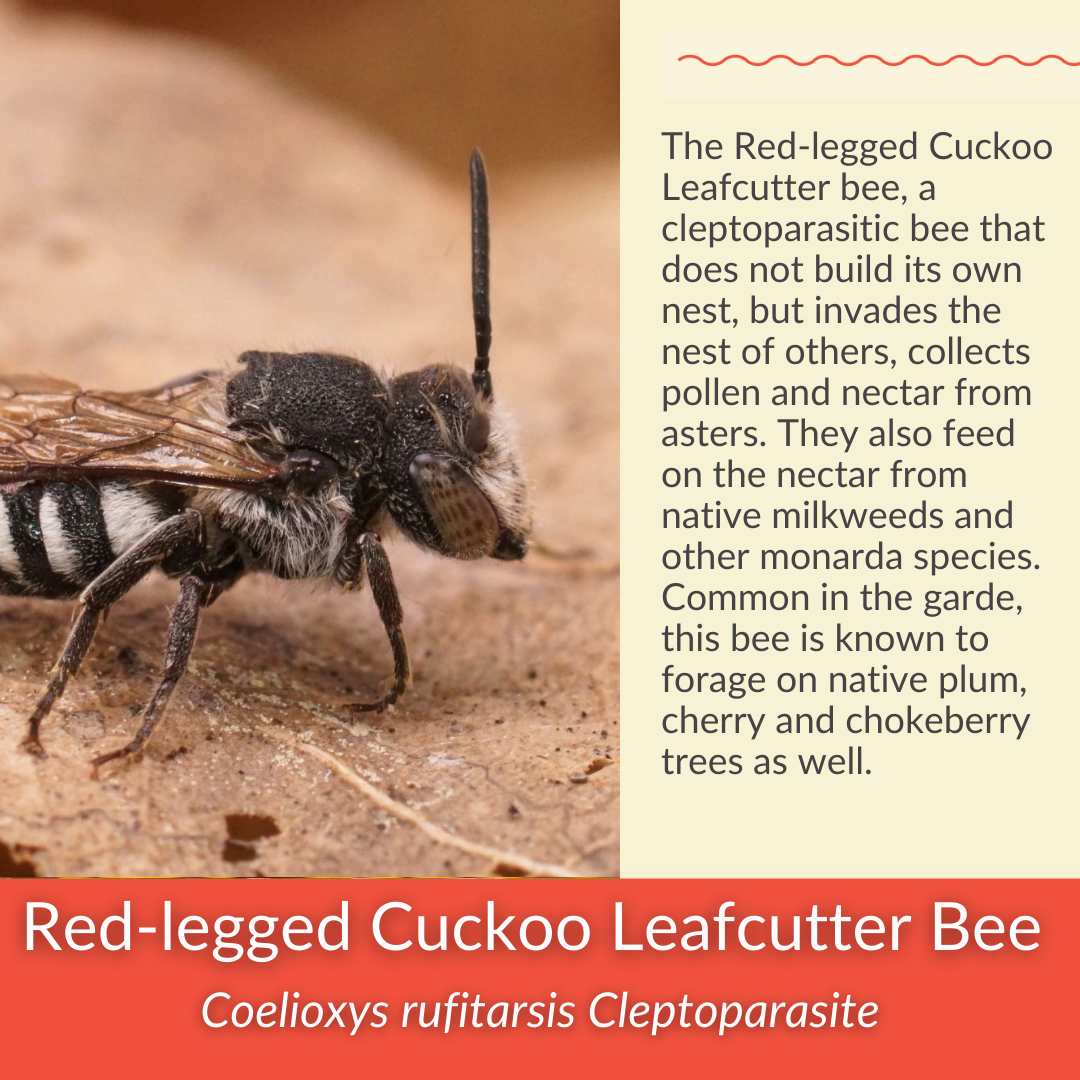 Smooth Aster - PollinateHV Local Ecotype