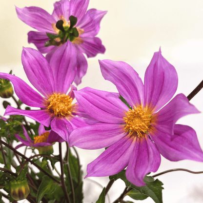 Sorensenii Dahlia Tuber