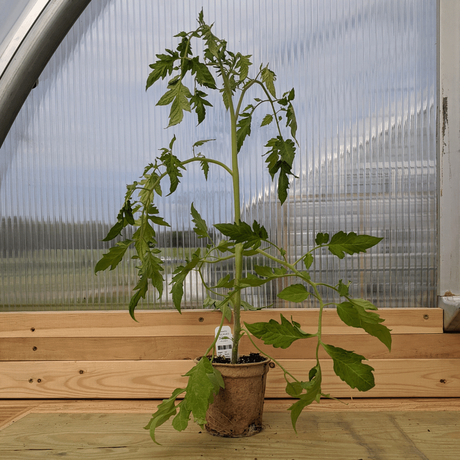 Speckled Roman Tomato Seedlings