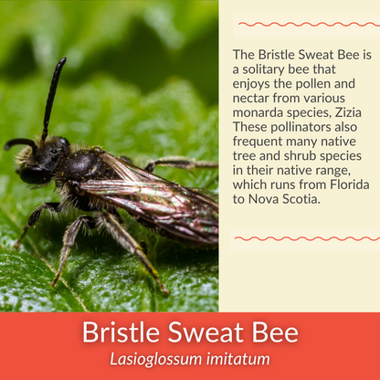 Spotted Bee Balm - PollinateHV Local Ecotype