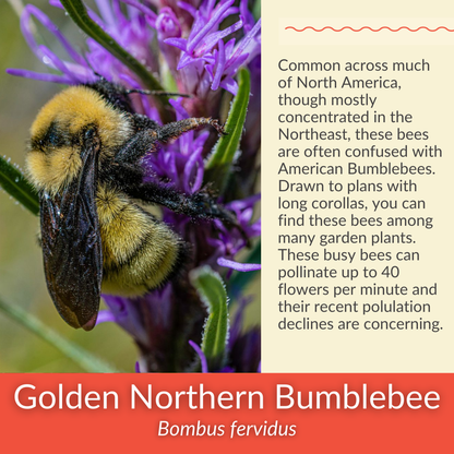 Spotted Bee Balm - PollinateHV Local Ecotype