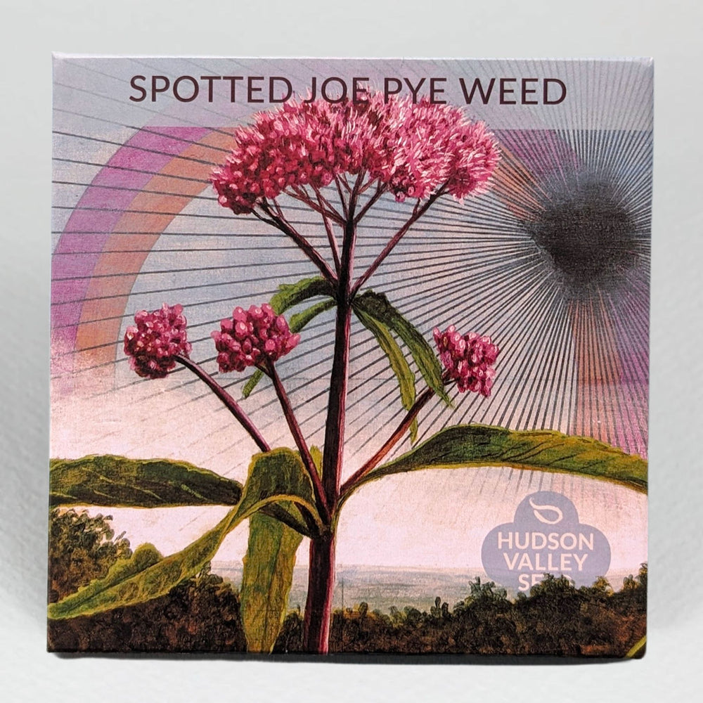 Joe Pye Weed (spotted)