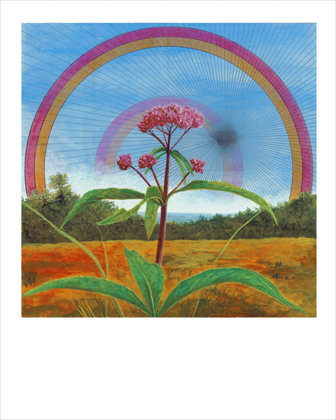 Spotted Joe Pye Weed Art Print ~Signed~