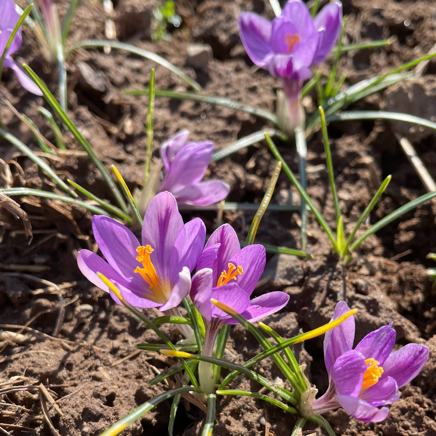 Crocus minimus &