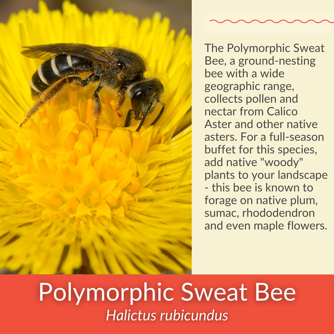 Steeplebush - PollinateHV Local Ecotype