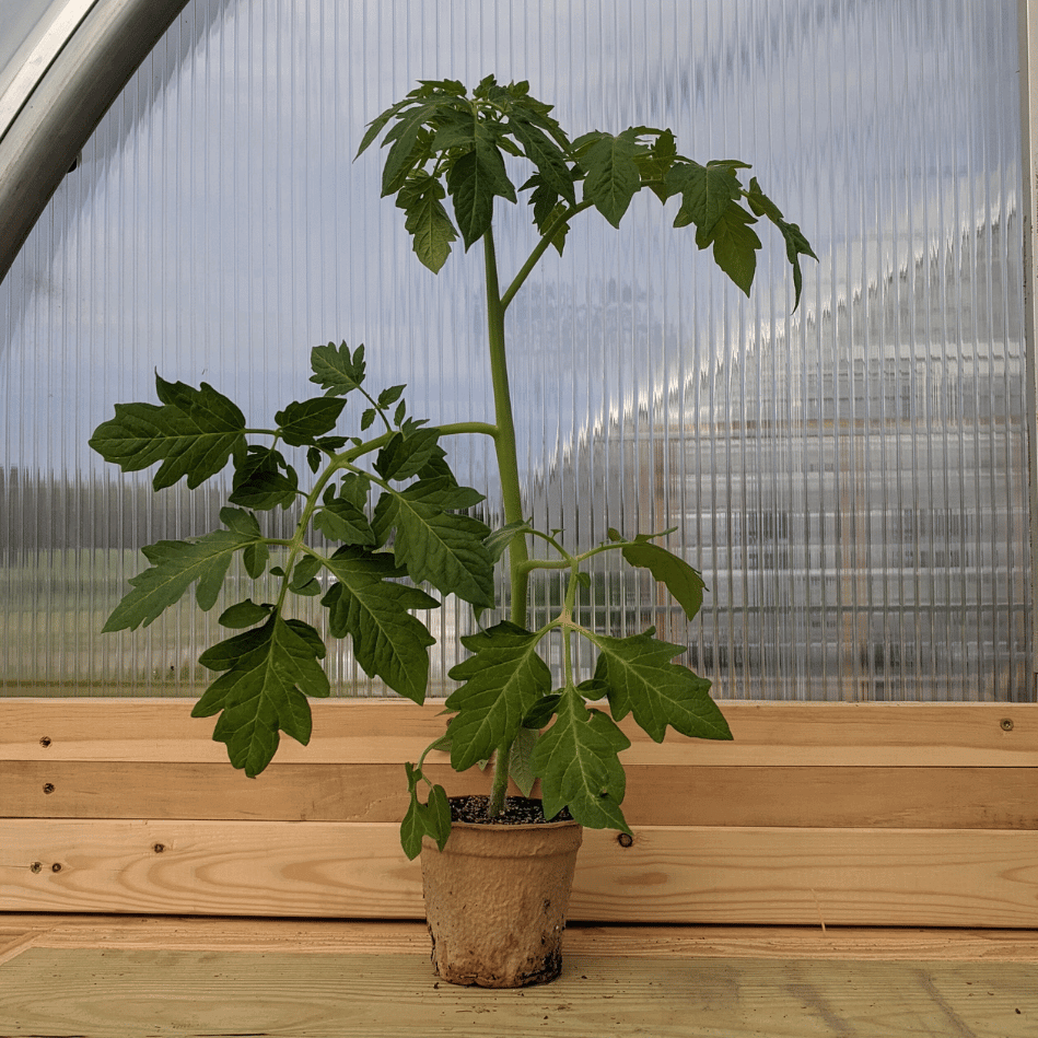 Stone Ridge Tomato Seedlings