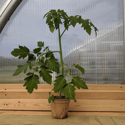 Stone Ridge Tomato Seedlings