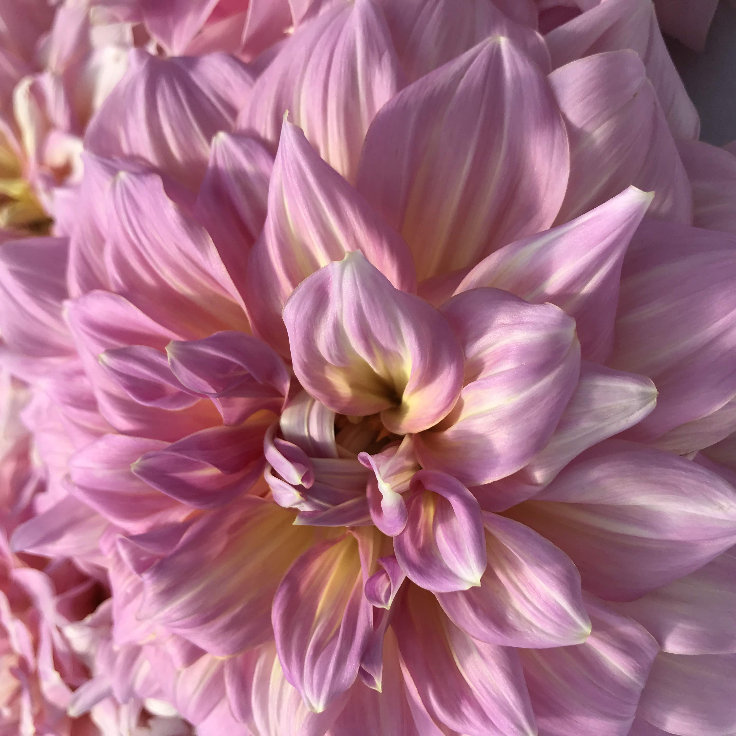 Strawberry Ice Dahlia Tuber