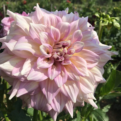 Strawberry Ice Dahlia Tuber