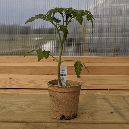 Striped German Tomato Seedlings