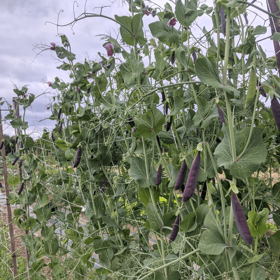 Sugar Magnolia Snap Pea