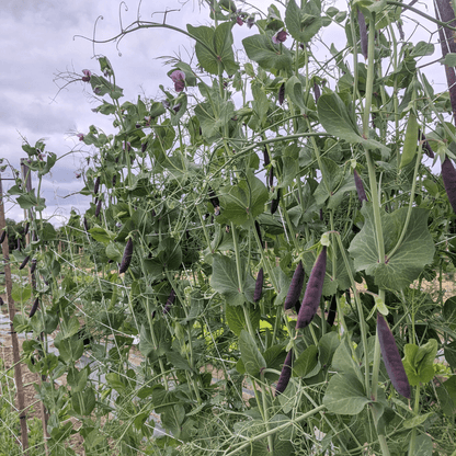 Sugar Magnolia Snap Pea