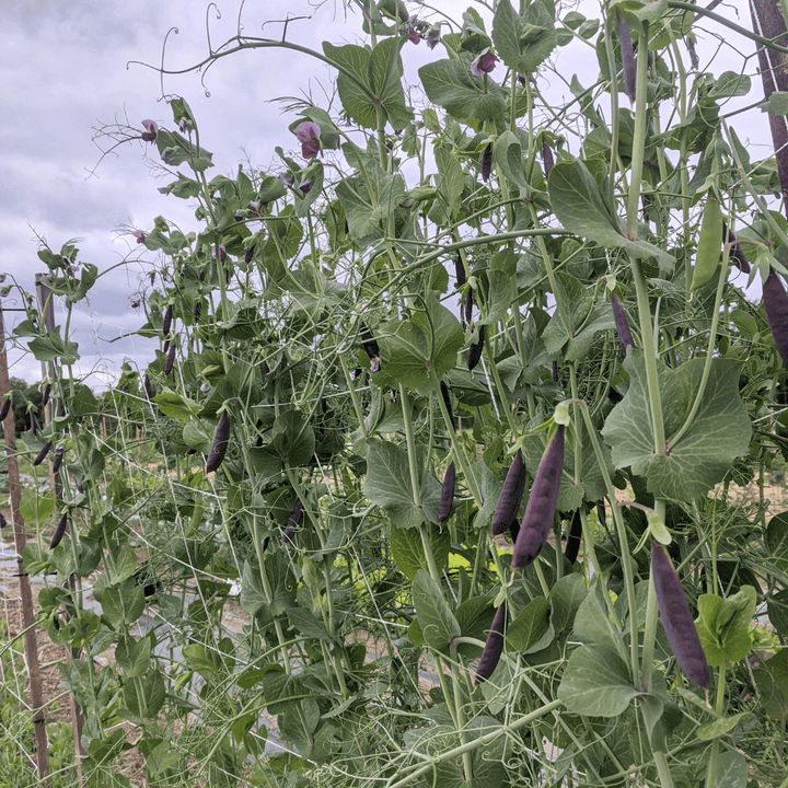 Sugar Magnolia Snap Pea