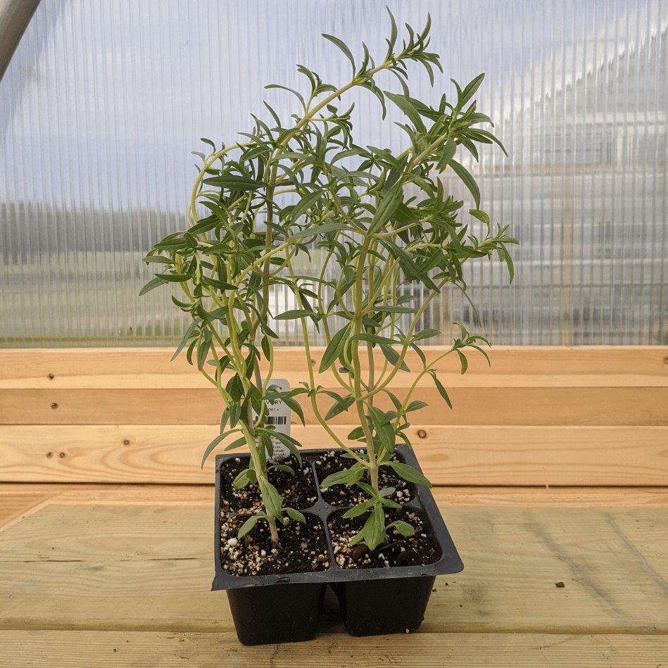 Summer Savory Seedlings