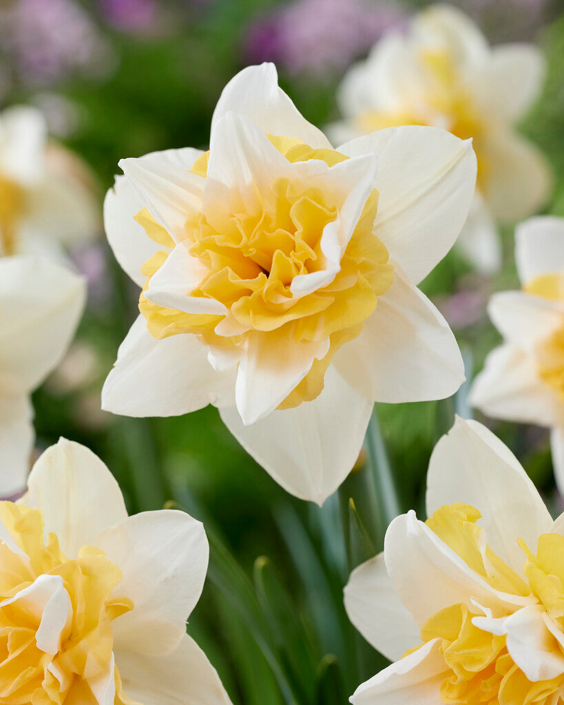 Narcissus &