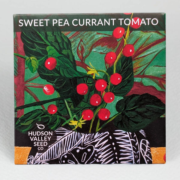 Sweet Pea Currant Tomato Seedlings