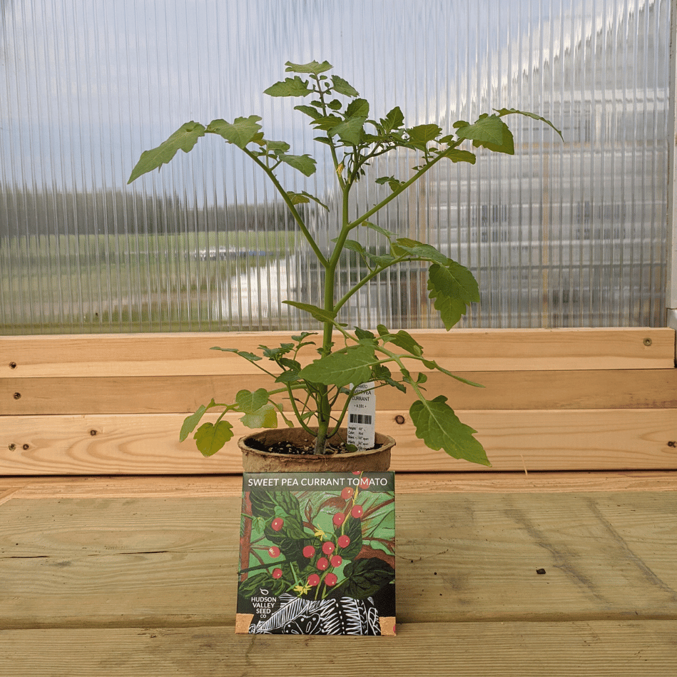 Sweet Pea Currant Tomato Seedlings