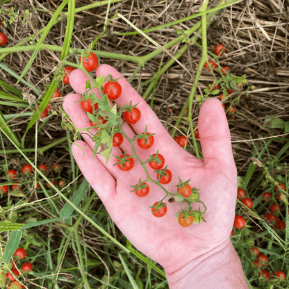 Sweet Pea Currant Tomato Seedlings