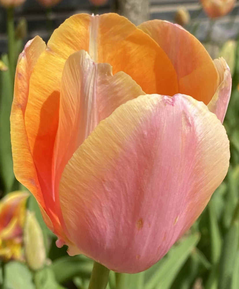 Tulip 'Belle du Monde'